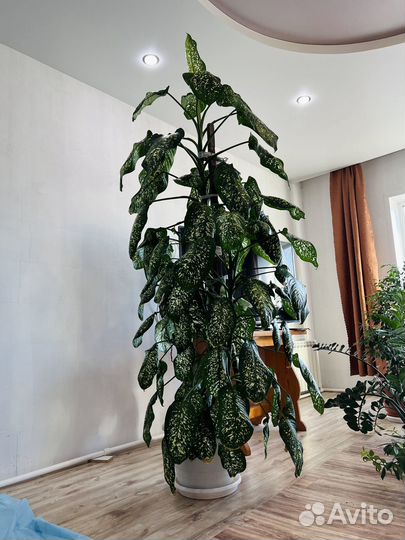 Диффенбахия