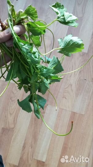 Клубника усы