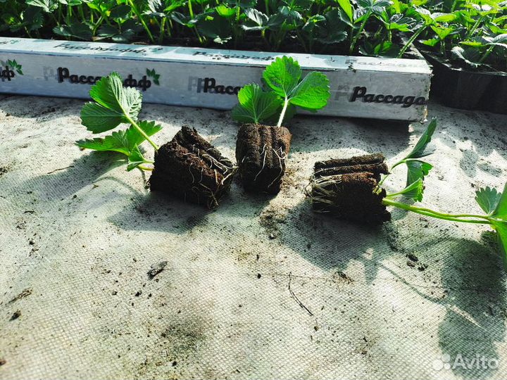 Рассада клубники. Фриго