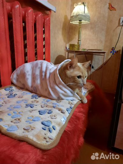 Кошки бесплатно