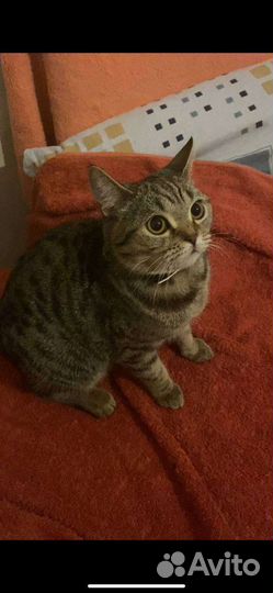 Подросток - девочка 7 месяцев