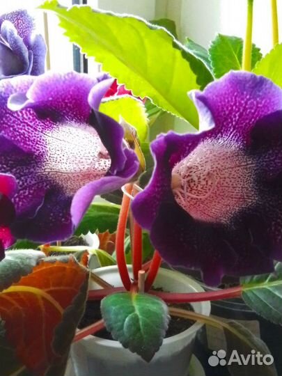 Глоксинии сортовые