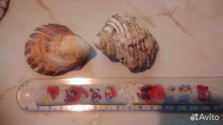 Раковина морская Ракушки для аквариума, кораллы, р