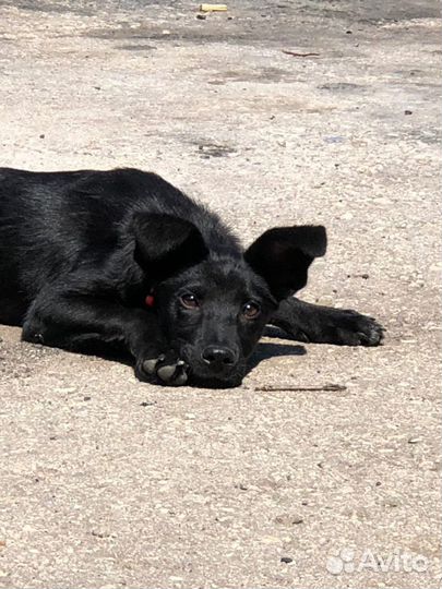 Кнопка / собака