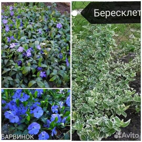 Барвинок, Бересклет