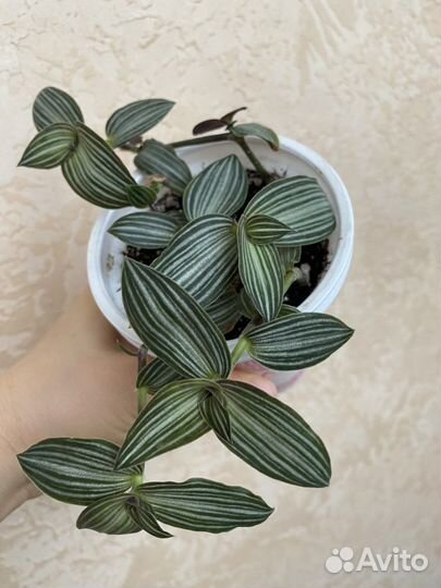 Комнатные цветы,растения.Разные