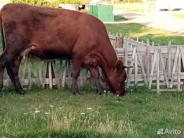 Корова(1отел)