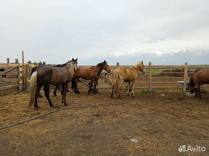 Жеребец 2.5года