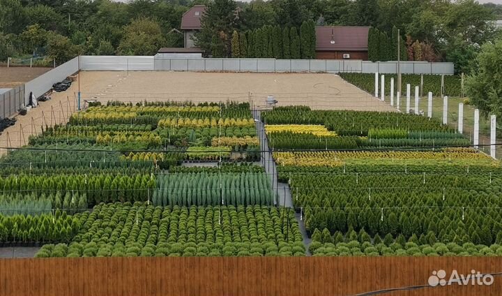 Туя можжевельник сосна ель самшит