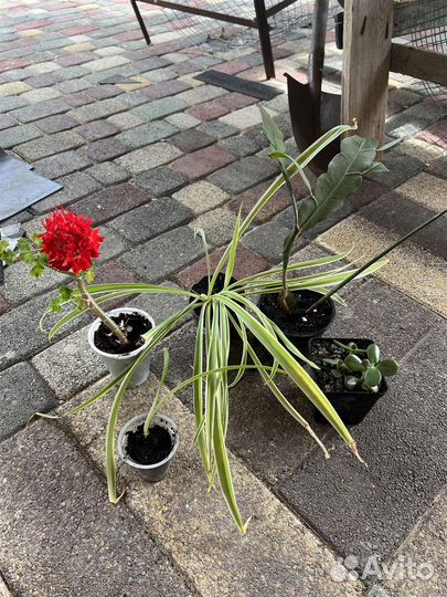 Распродаю цветы только комплектами по 5 штук