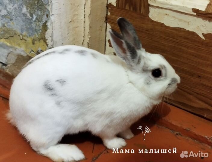 Декоративные кролики