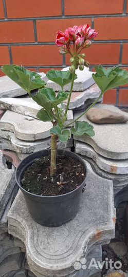 Герань тюльпановидная