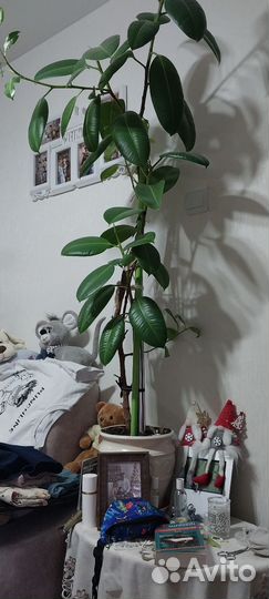 Комнатные цветы бесплатно. Сызрань