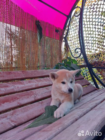 Щенки акита ину