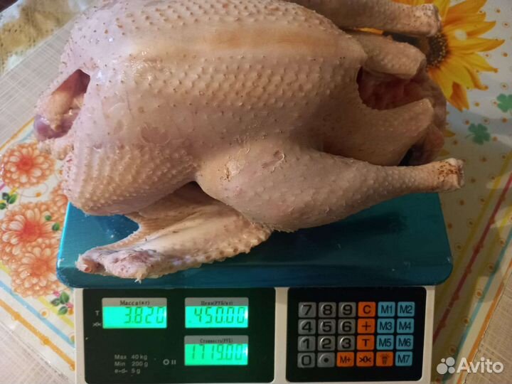 Мясо домашней индейки