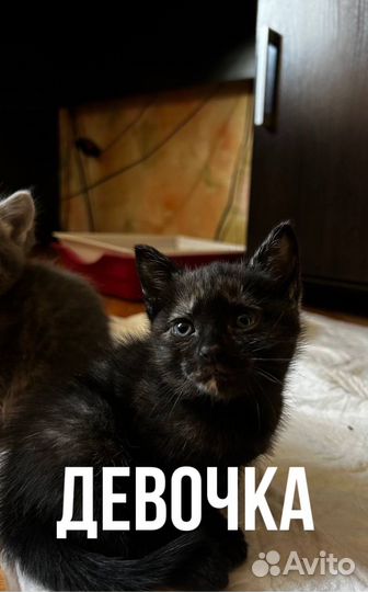 Котята