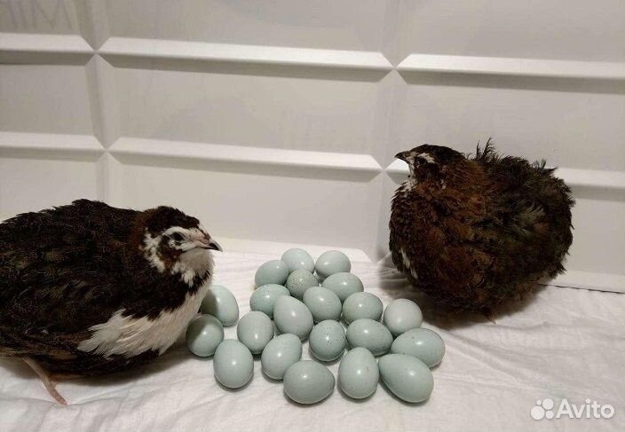Инкубационное яйцо перепелов
