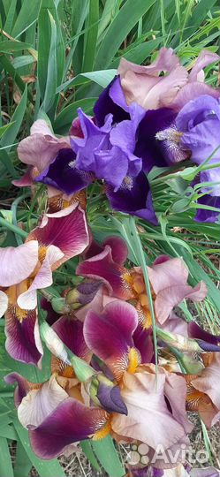 Ирисы бородатые