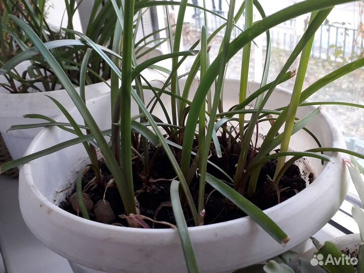 Цветок. Выскочка