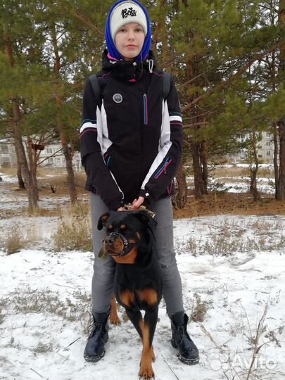 Выгул собак