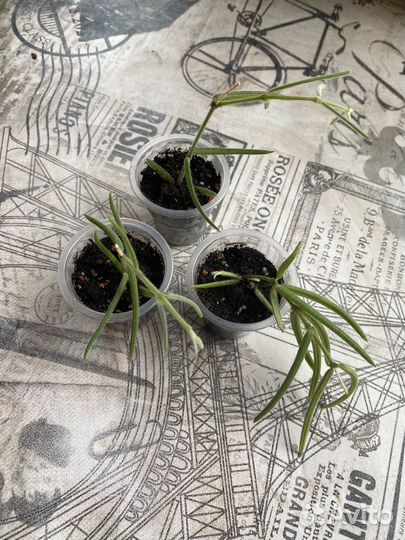 Хойя линеарис