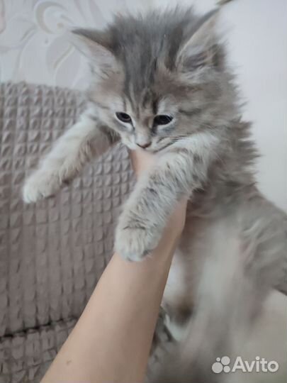 Девочка в добрые руки