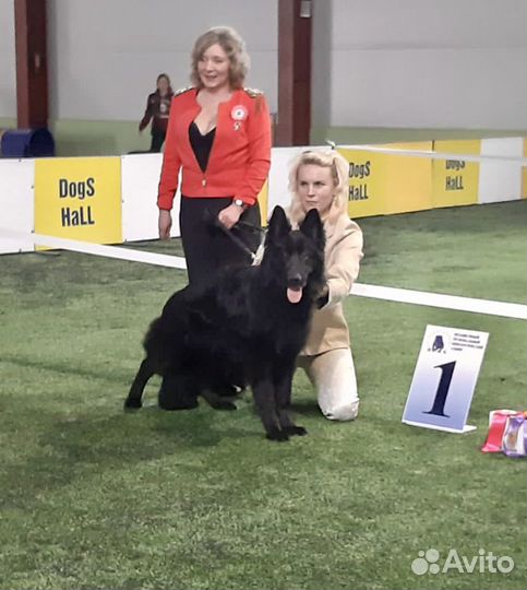 Немецкая Овчарка Длинношерстная Кобель для вязки