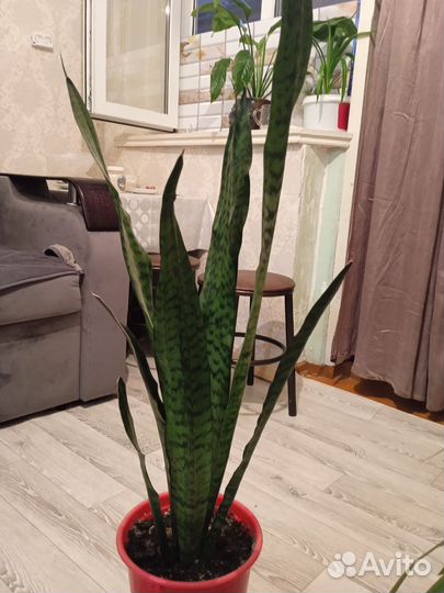 Сансевиерия