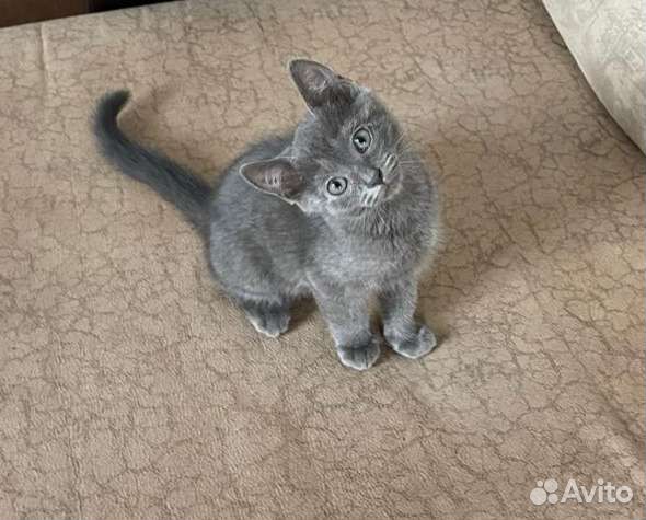 Шатланские котята дар