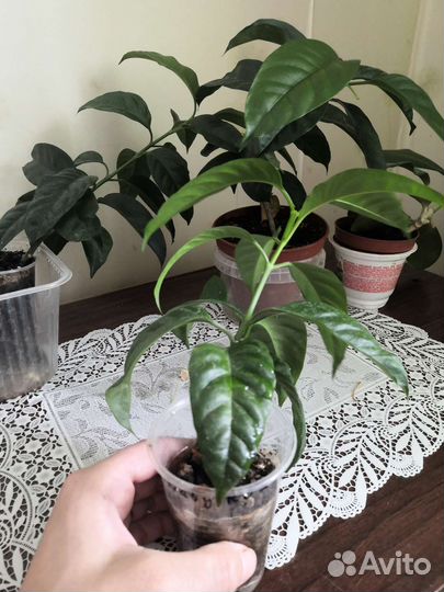 Хойя мультифлора