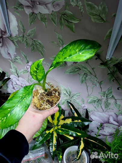 Диффенбахия Рефлектор Tiki Камилла