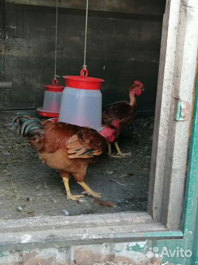 Молодые петухи