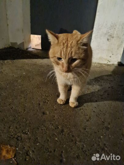 Рыжий котик