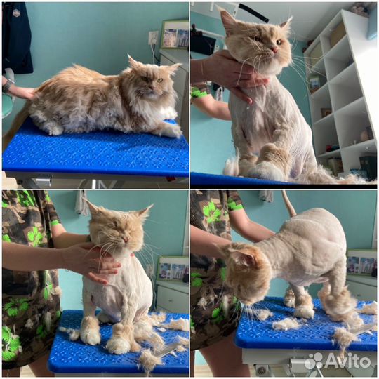 Стрижка кошек и собак, грумер, выезд на дом