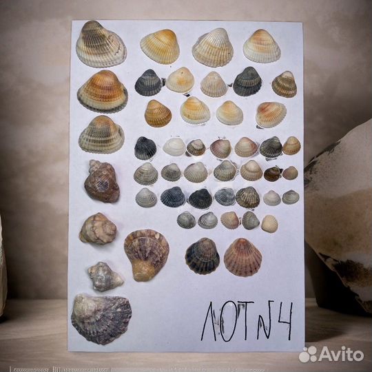 Ракушка / морские ракушки