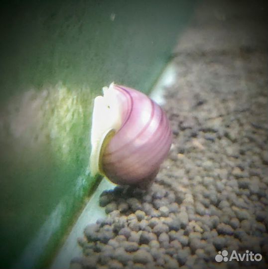 Ампулярии Голубые Розовые Черные Черничные Рыжие