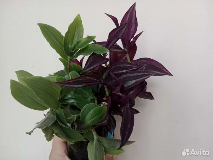 Традесканция Невеста, Белая, Зебрина