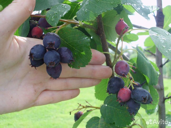 Саженцы вкусной Ирги