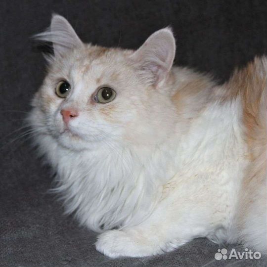 Кошка в дар