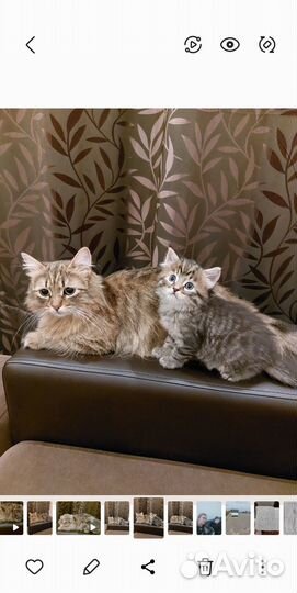 Cибирские котята