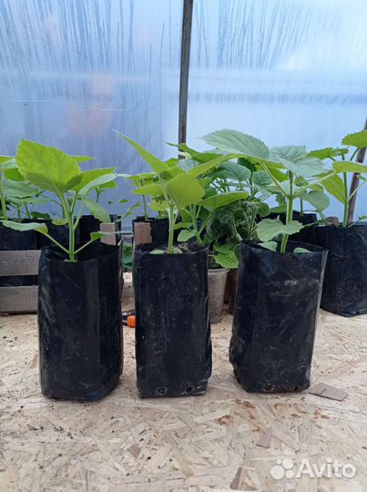 Павловния саженцы