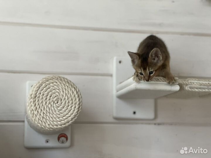 Котенок Чаузи девочка