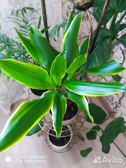 Маранта сциндапсус