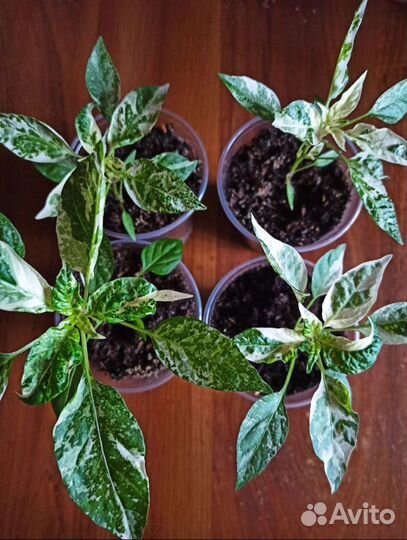 Перец комнатный острый и карликовый томат семена