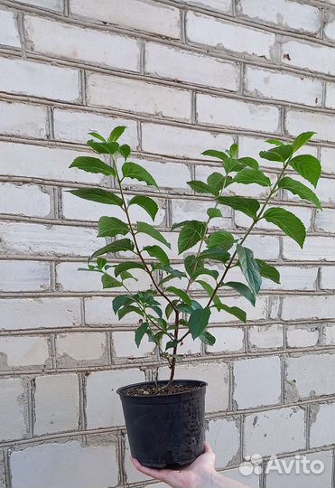 Гортензия метельчатая Фрайз Мельба