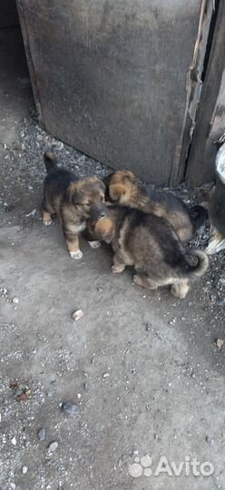 Щенки немецкой овчарки