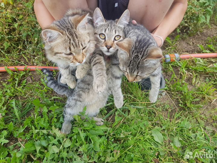 Отдам котят в добрые руки