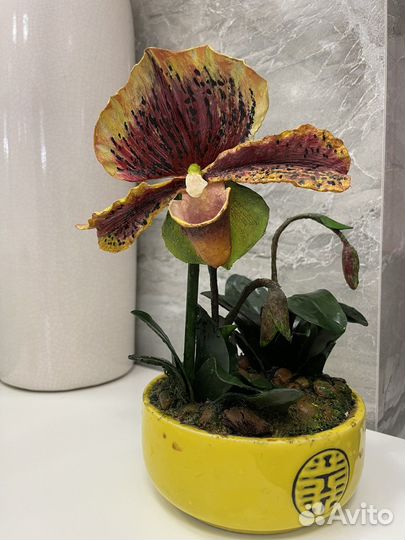 Орхидея пафиопедилум из полимерной глины