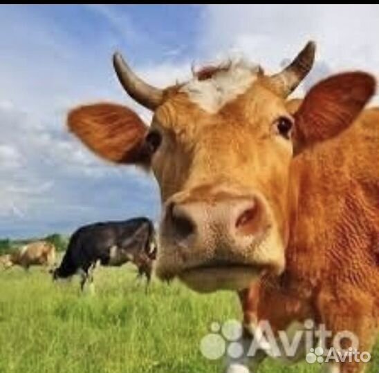 Корова стельная дойная