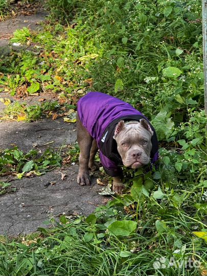 Продам американского булли